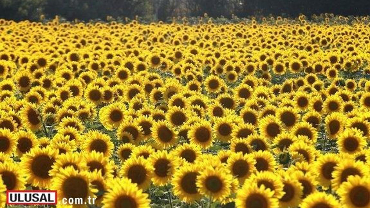 Ayçiçeğinde son 50 yılın en yüksek verimi bekleniyor