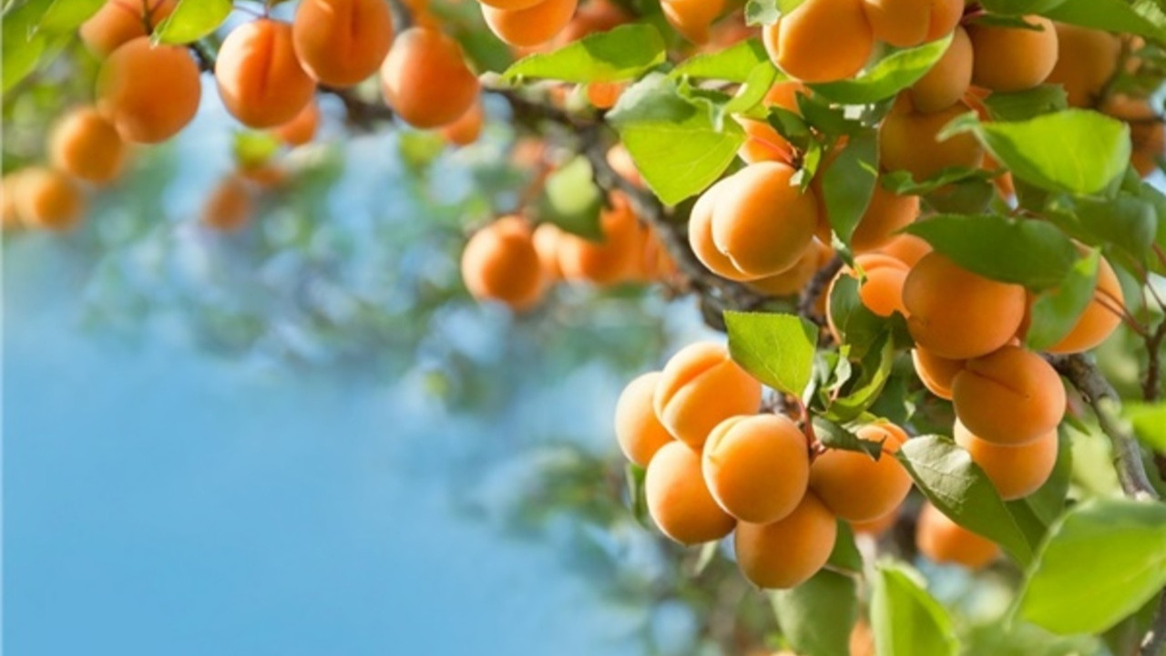 Malatya kayısısı dünya sofralarında: 93 milyon dolarlık ihracat