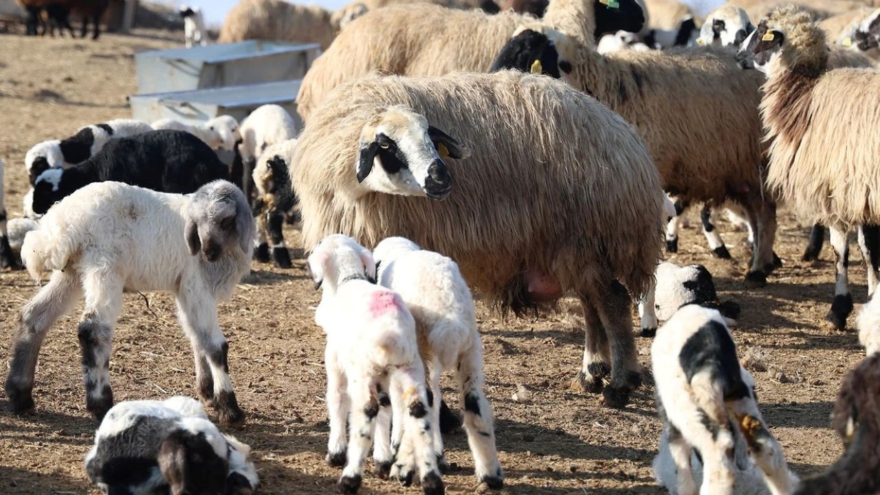 Şap alarmı: 11 köyde hayvan hareketleri durduruldu