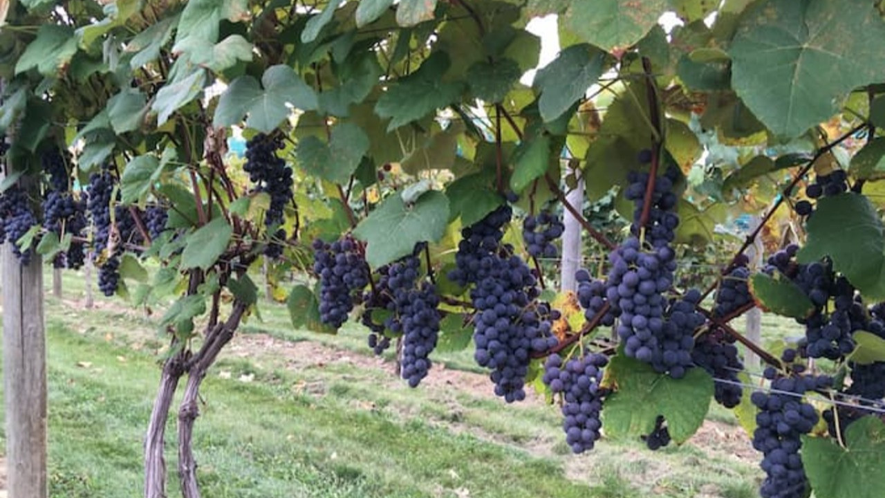 Zirai don sonrası kritik uyarı: "Asmaları budamayın"