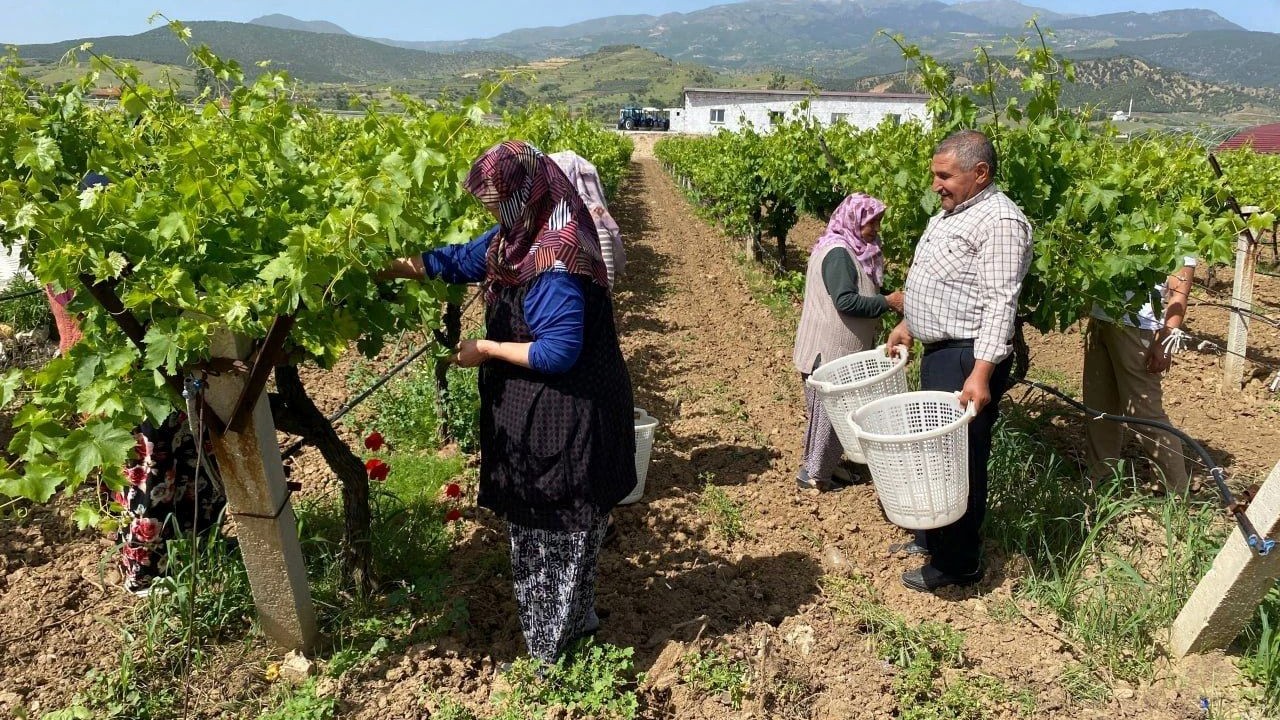 Masrafsız gelir kapısı: Kilosu 70 liraya yurt dışına gidiyor