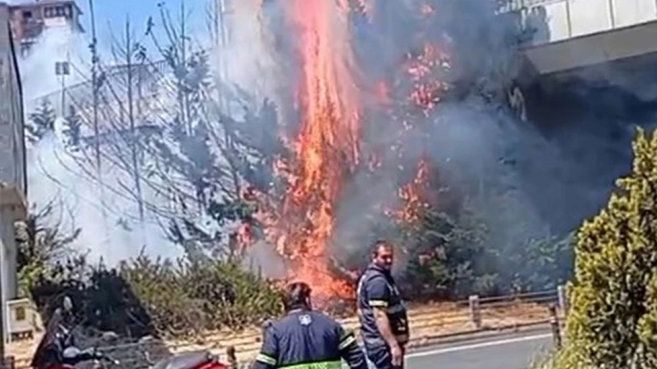 Beşiktaş’ta ağaçlık alanda yangın!