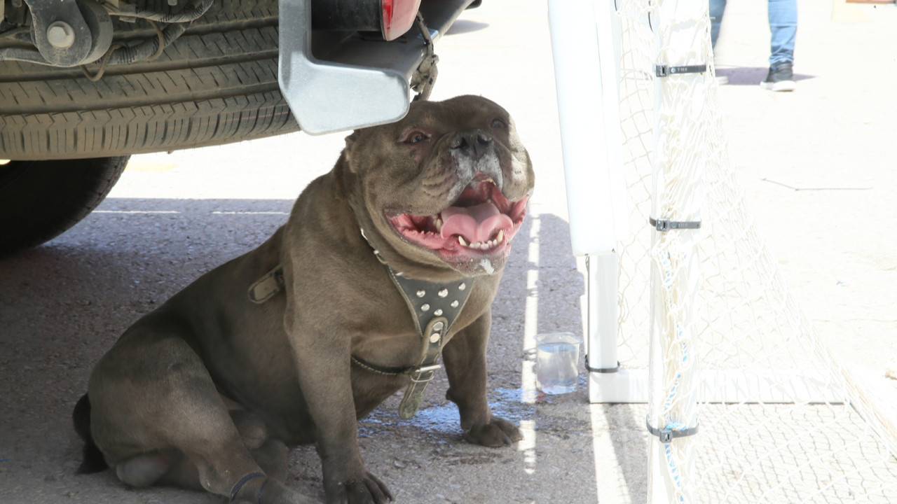 Malatya'da pitbull dehşeti: Festival alanında kadına saldırdı