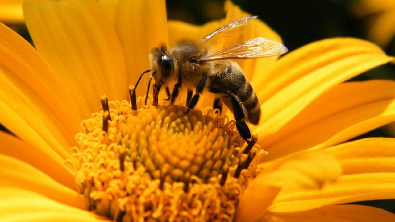 İklim krizi arıları da vurdu: Türkiye’de arı nüfusunun yarısı yok oldu