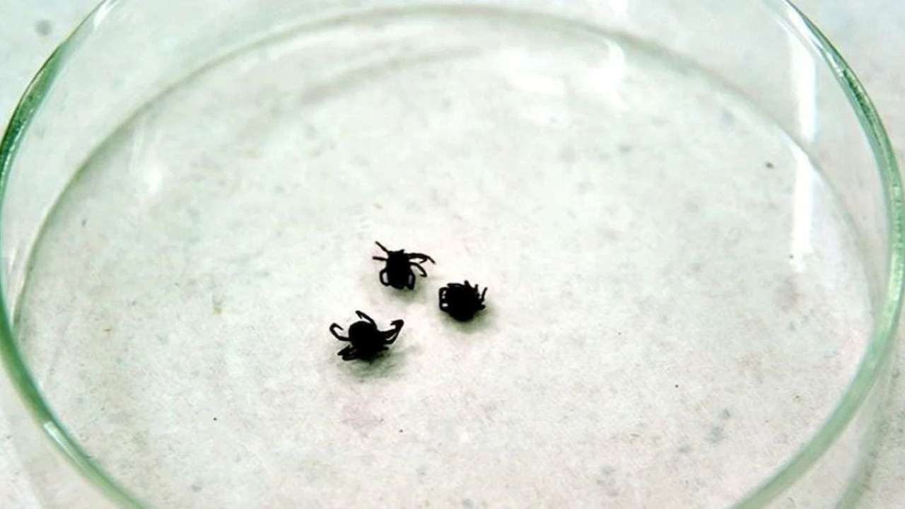 Kene yine can aldı: 28 yaşındaki genç yaşamını yitirdi