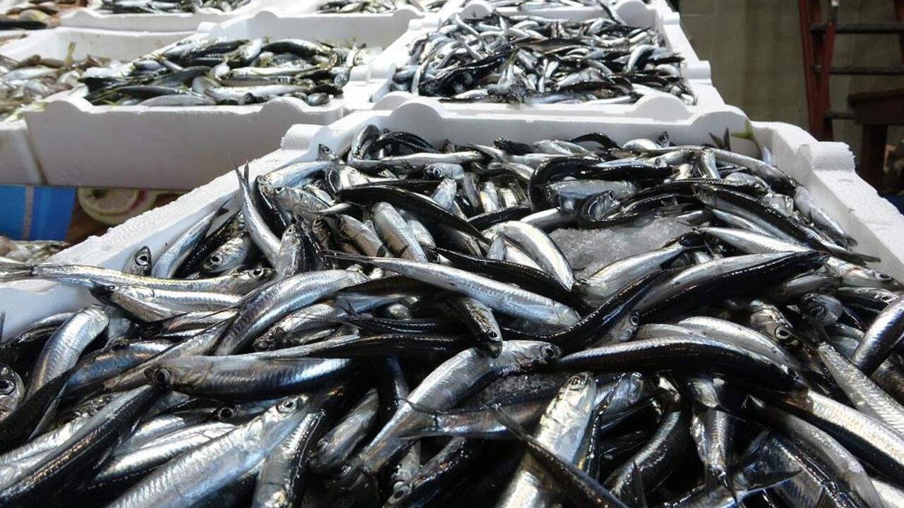 Karadeniz'de balık alarmı: Stoklar hızla tükeniyor