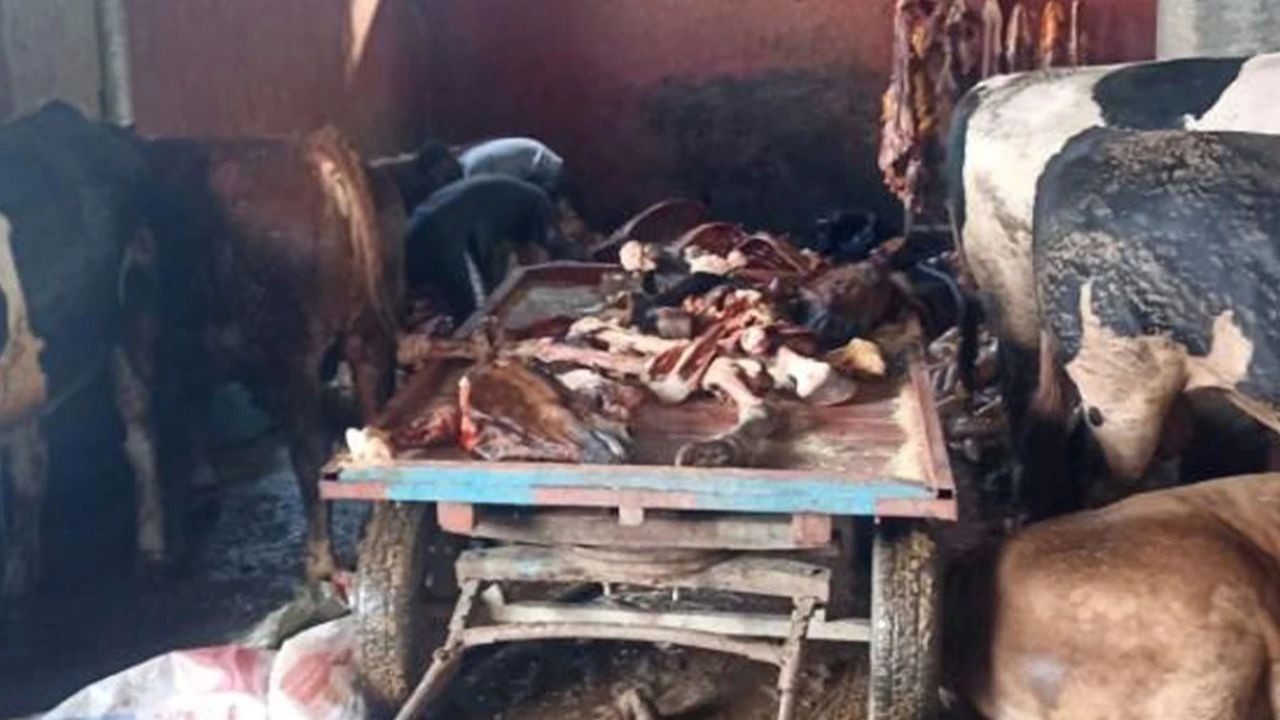 Kebabın başkentinde at eti rezaleti: 2 ton 500 kilo ele geçirildi