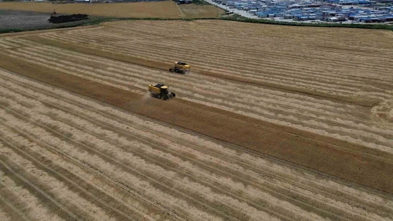 Amik Ovası'nda verim üçte bire düştü: Çiftçi borçla boğuşuyor