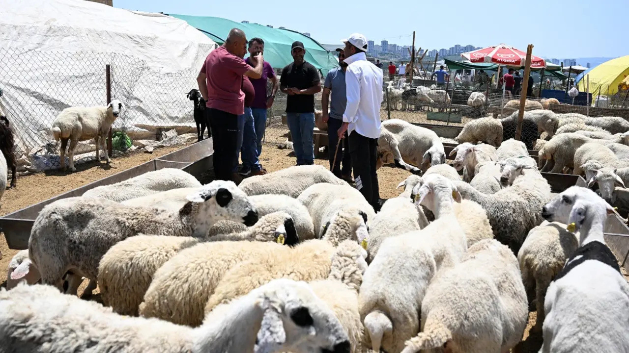Diyanet açıkladı: Vekaletle kurbanda rekor bağış