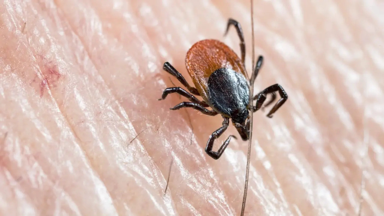 İstanbul'da kene vakaları patladı! Uzmanlardan kritik uyarı