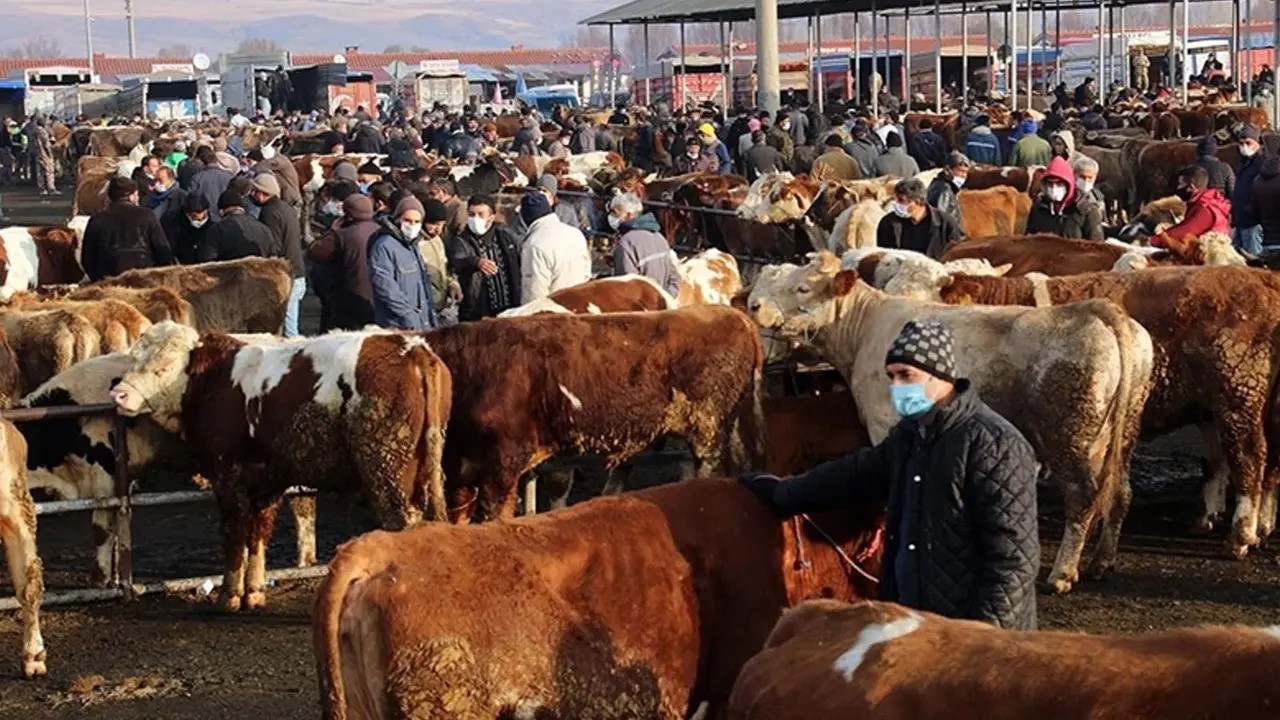 Şap alarmı! 81 ilde hayvan pazarları acil koduyla kapatıldı