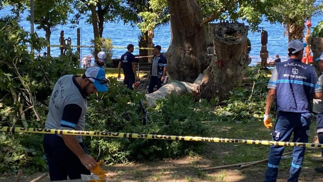 Gölcük’te korkunç anlar: Çınar ağacından kopan dal vatandaşların üzerine düştü, 3 yaralı