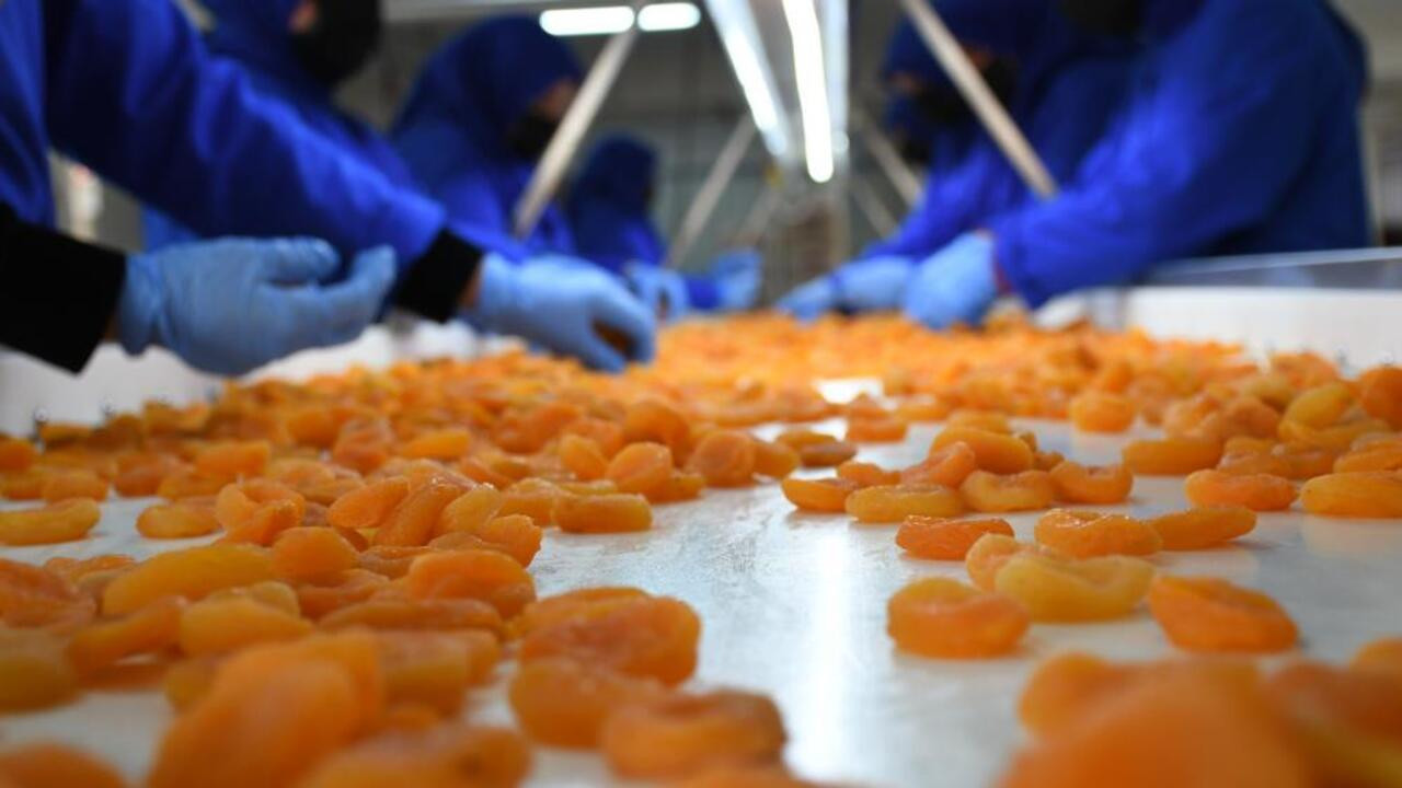 Kayısıda 34 milyon dolarlık kayıp! Ürün azaldı, gelir eridi