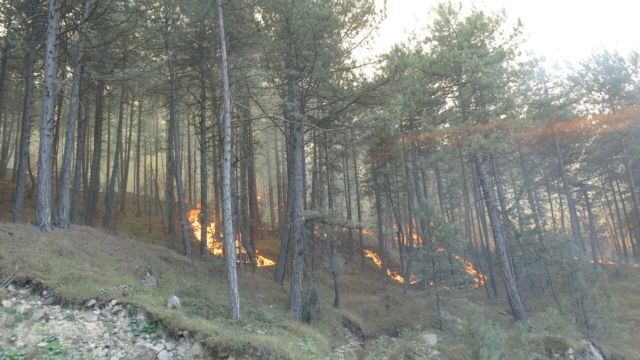 Ormanlık alanda yangın çıktı: Karabük’te ekipler alarma geçti