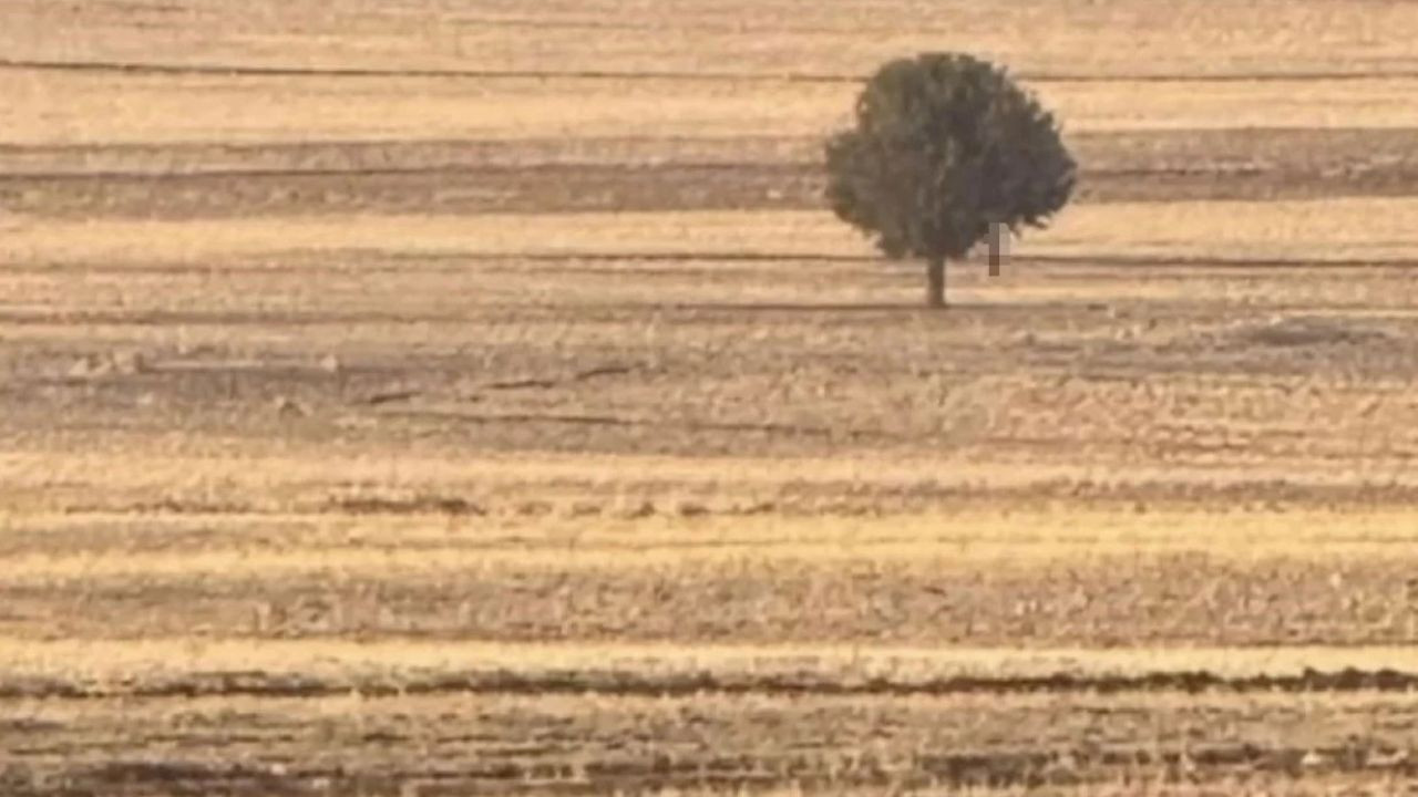 Şok olay: Silopi’de ağaca asılı halde bulundu!