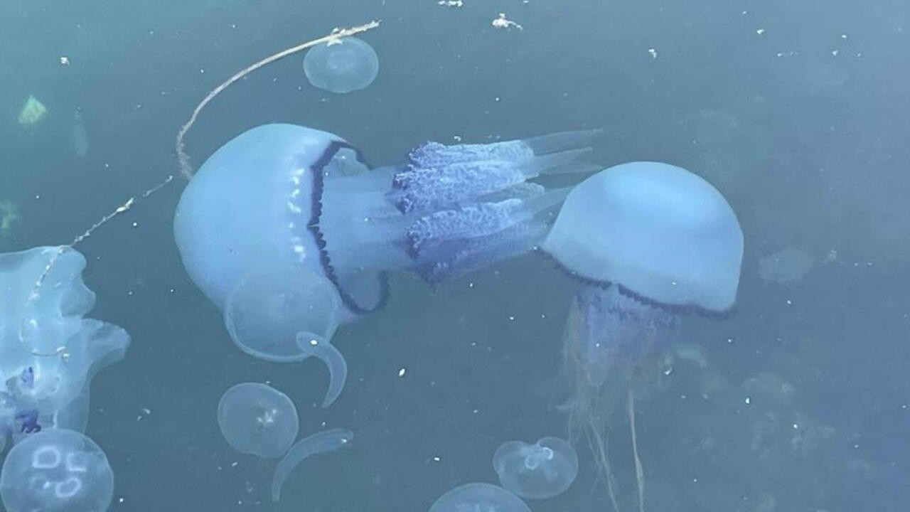 Kabus geri döndü! Müsilaj Marmara’yı esir aldı