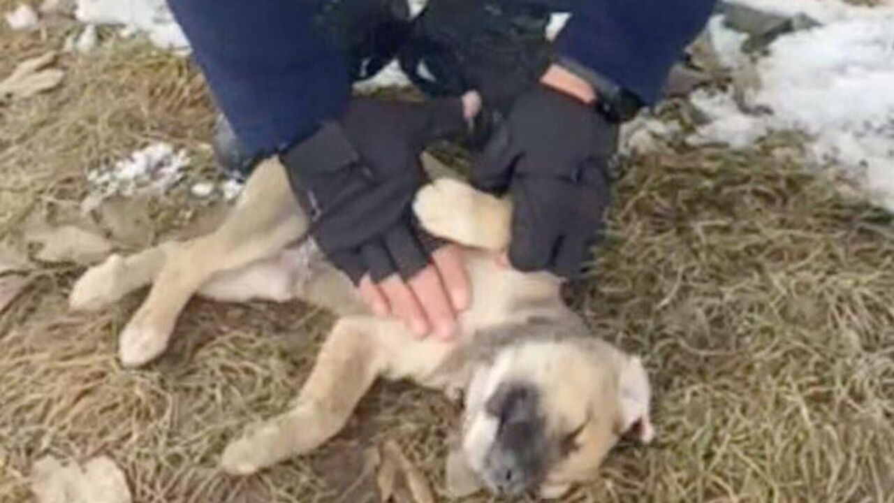 Köpek cinayeti iddiasında yeni gelişme: Dava 17 Ekim'e ertelendi