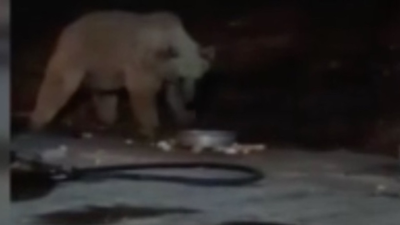 Bingöl Kiğı’da şantiyeye ayı indi! O anlar kameraya böyle yansıdı