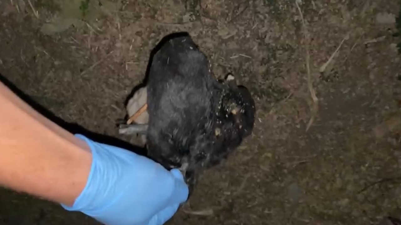 Tokat’ta yavru köpeklerin ölümüyle ilgili inceleme: Kaymakamlıktan açıklama geldi