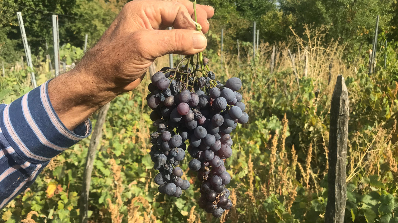 Antalya’da kilosu 500 liradan satılıyor! Geleneksel yöntemle üretiliyor