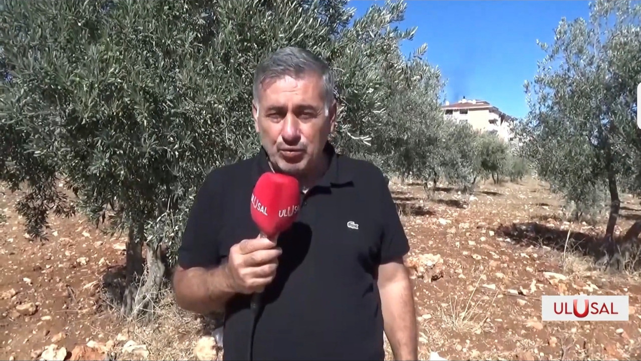Zeytin üreticisi destek bekliyor: 'Verim düşük, masraflar çok, destekler artırılsın'