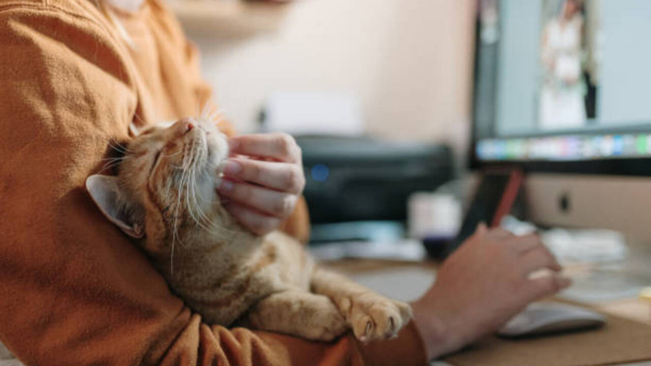 İstanbul’da emsal boşanma kararı: Kedilere nafaka ödeyecek!