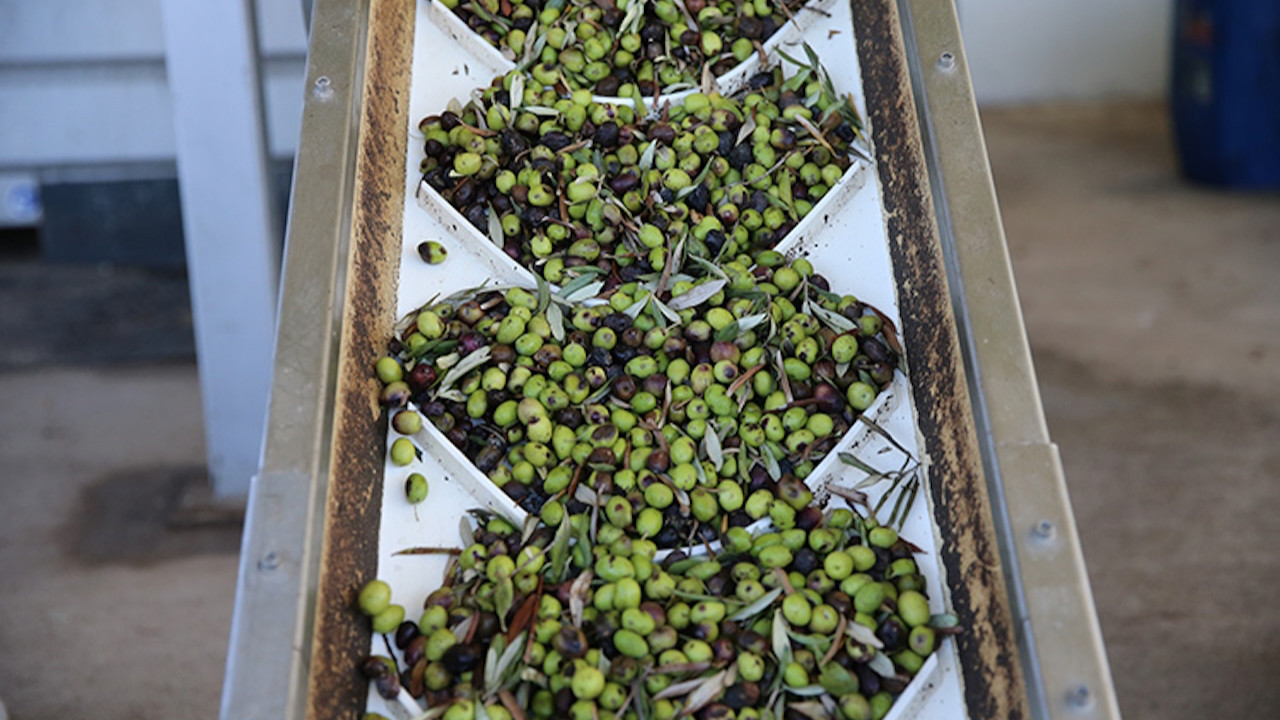 Hatay Yayladağı’nda zeytin üretimi yüzde 50 düştü: Üretici destek bekliyor