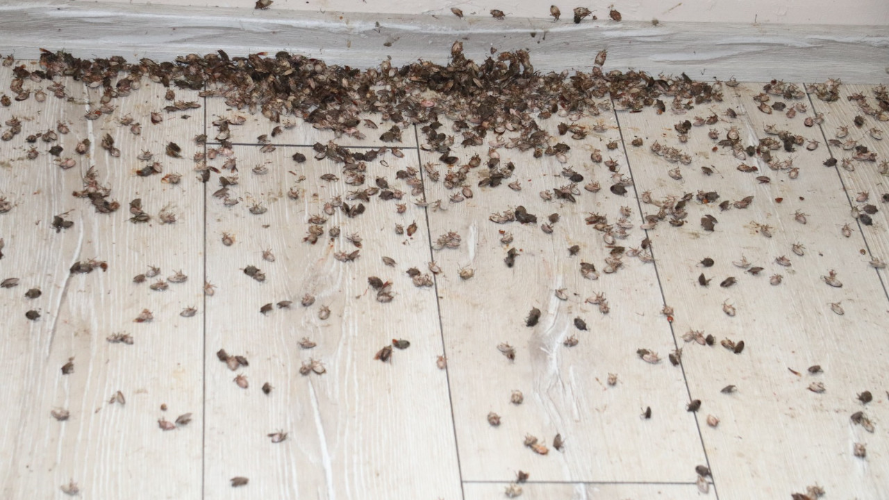 Erenler Belediyesi kahverengi kokarcaya karşı harekete geçti: Tüm mahallelerde ilaçlama yapıldı