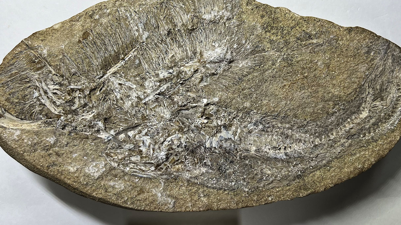 Dinozor kusmuğunda yeni tür bulundu! 110 milyon yıllık uçan sürüngen keşfedildi