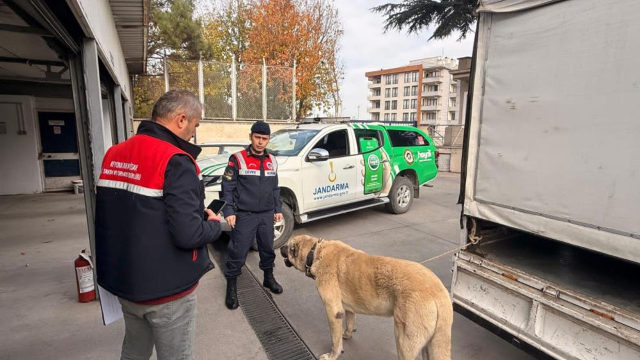 Jandarmadan köpek dövüşü çetesine nefes kesen operasyon: 12 gözaltı