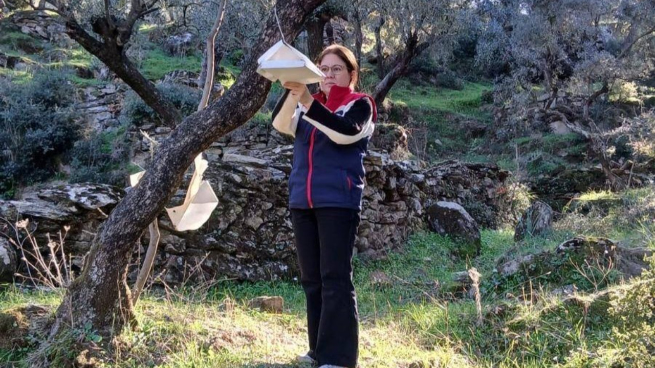 Söke tarımını tehdit eden gelişme: Akdeniz meyve sineği popülasyonunda artış tespit edildi