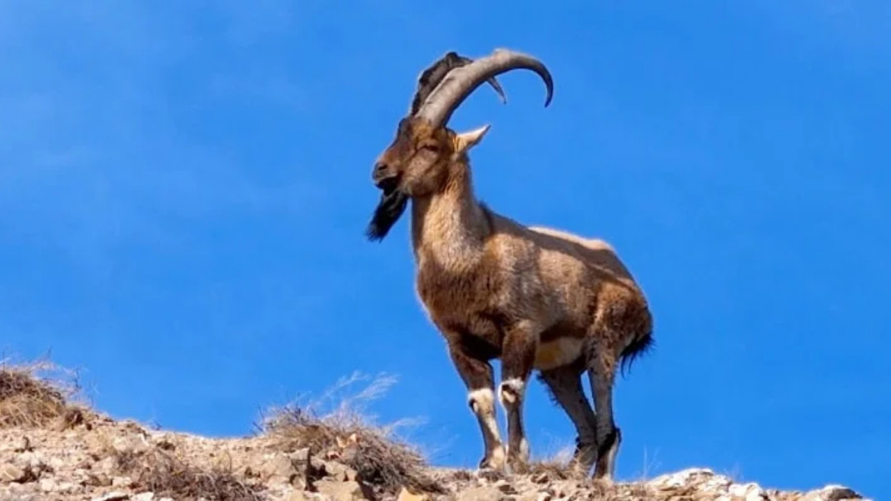 Yaban keçisini vurdu, bedeli ağır oldu: Kayseri’de 953 bin liralık ceza