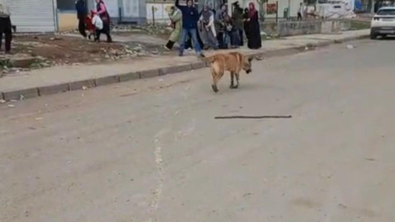 ''20 gün önce uyardım, tepki alamadım'': Diyarbakır'da başıboş köpek dehşeti!