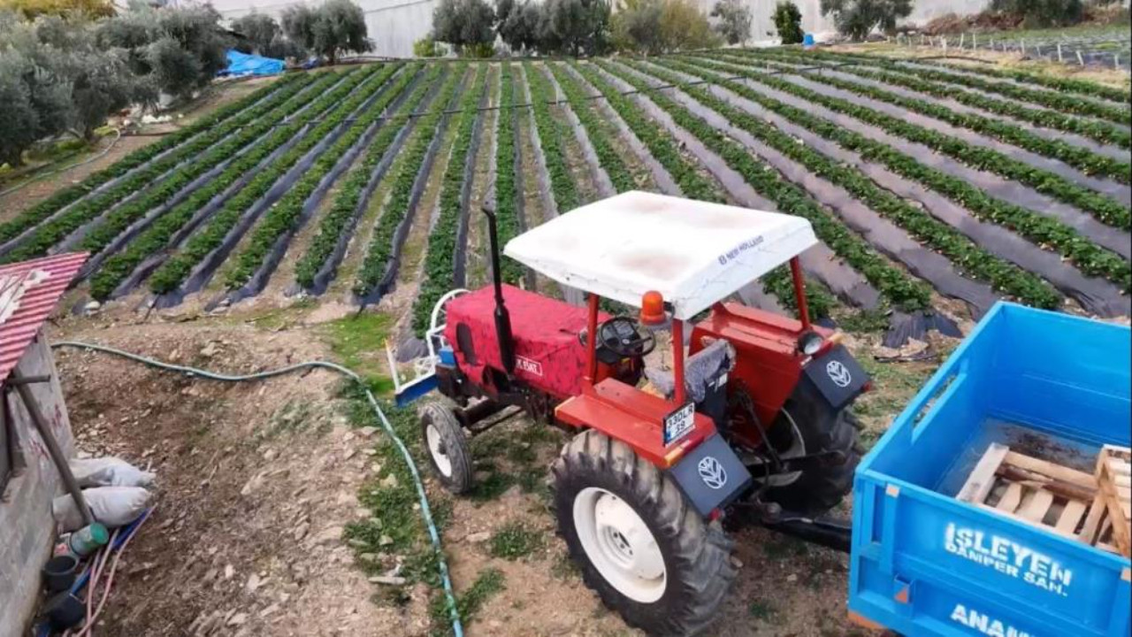 Kış ortasında çilek mesaisi: Tarlada 130, markette 300 lira!