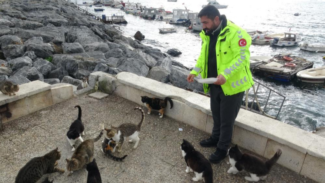 Pendik sahilinde kan donduran görüntü: Balık isteyen kediyi tekmeleyip denize fırlattı