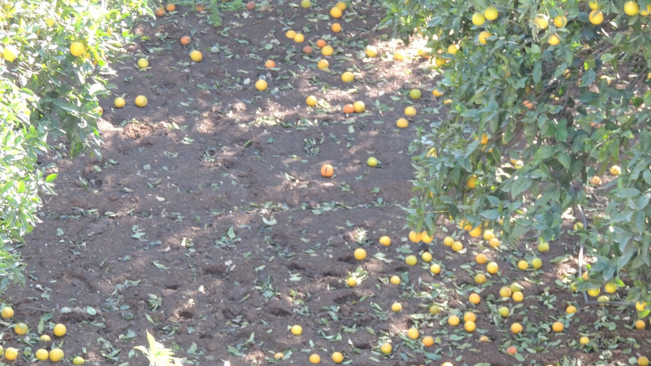 İskenderun Ziraat Park’ta tonlarca meyve toprağa gömülüyor: Vatandaşlar tepkili