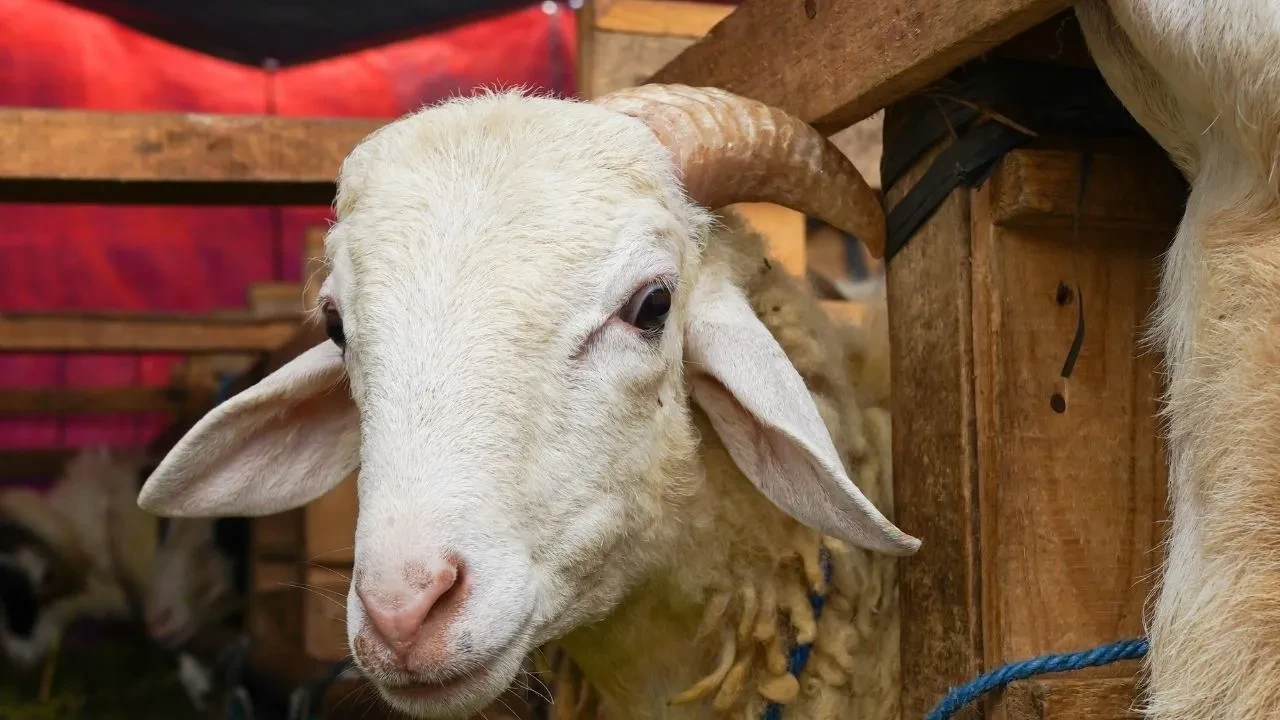 2026 Kurban Bayramı ne zaman, hangi günlere denk geliyor?