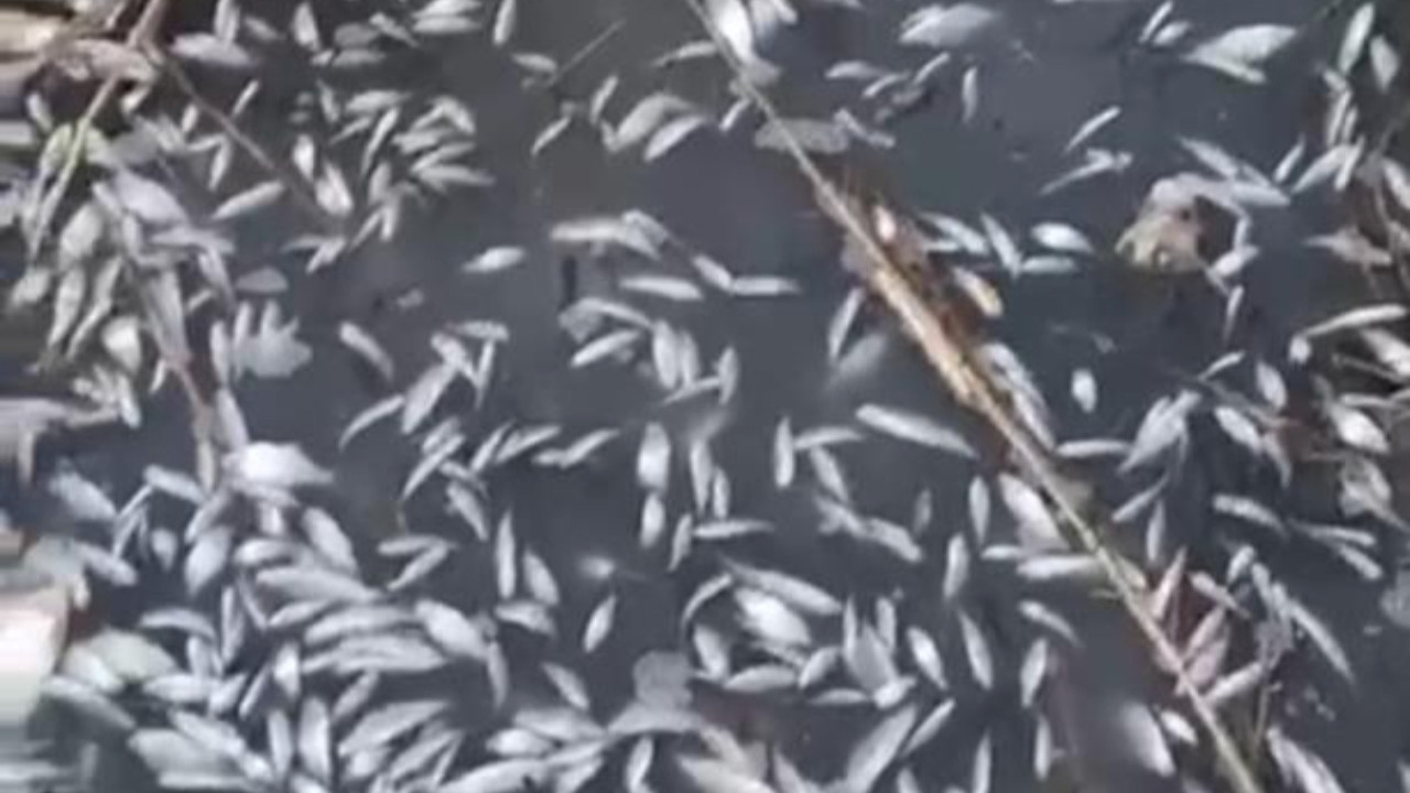 Bursa'da korkutan manzara: Binlerce ölü balık su yüzeyine çıktı