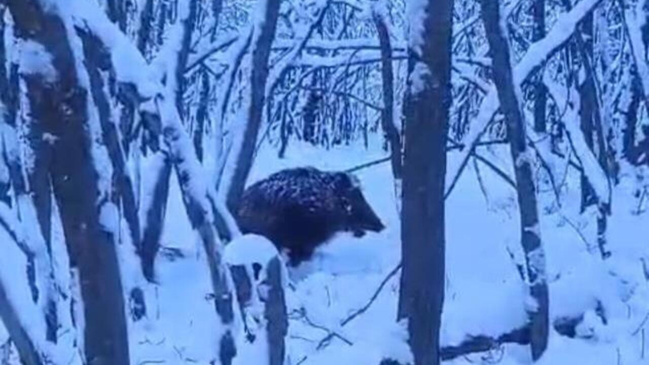 Muş'ta yaban domuzu dehşeti: Saldırıya uğrayan çobanı köpeği kurtardı