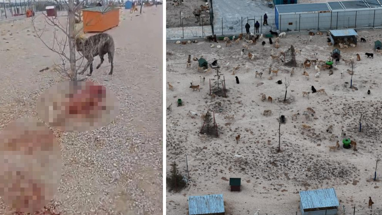 Barınaktaki o görüntüler için belediyeden açıklama