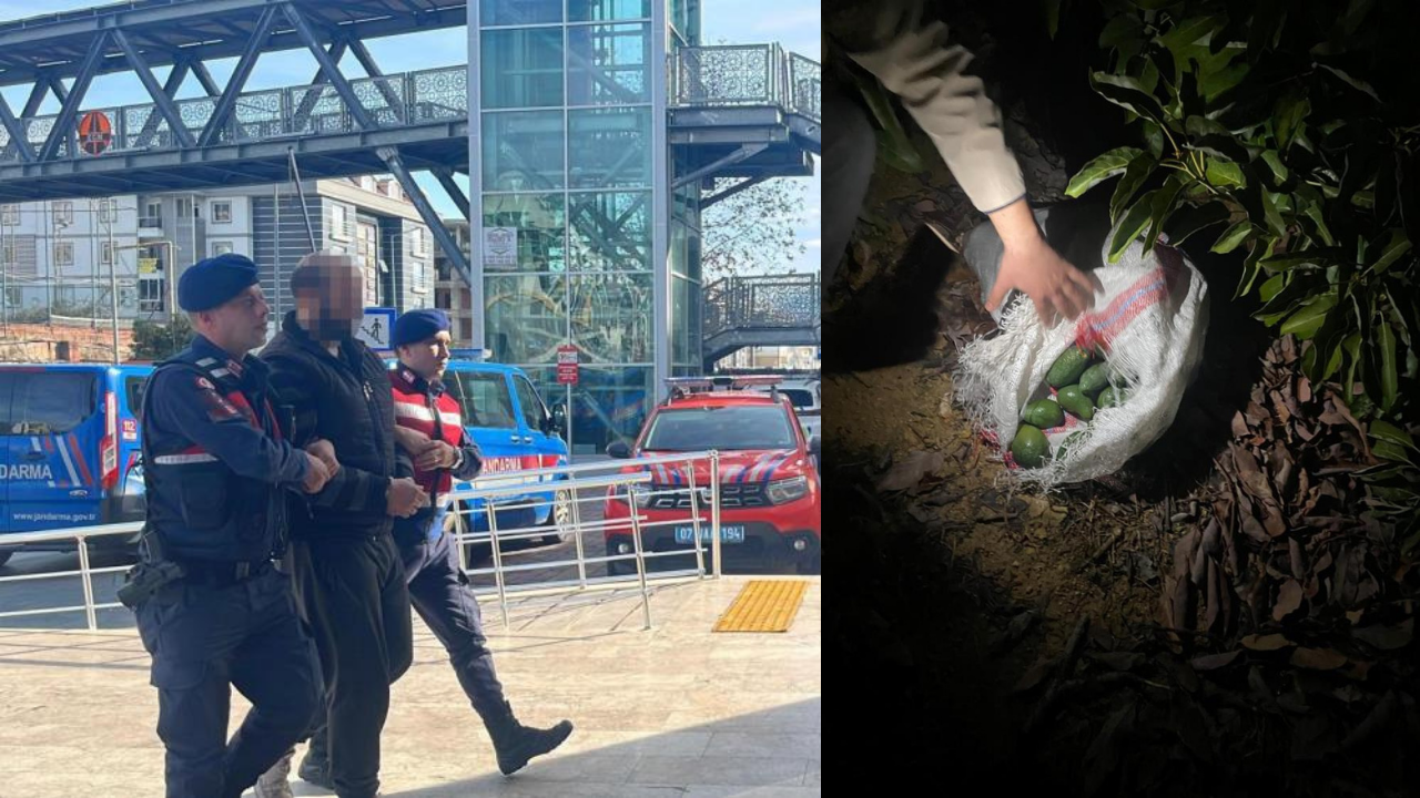 Alanya’da gece ortaya çıktı: 500 bin liralık avokado hırsızlığı