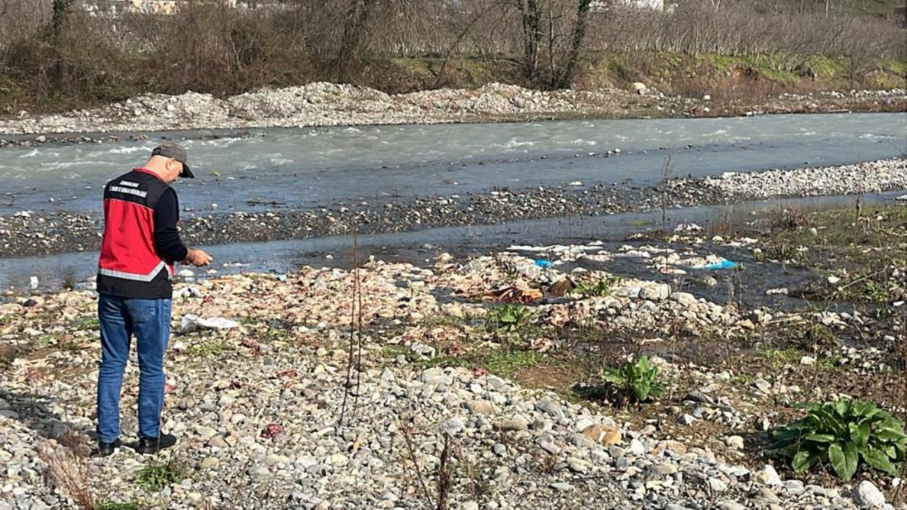 Zonguldak'ta korkutan manzara! Çay yatağı ölü tavuklarla doldu
