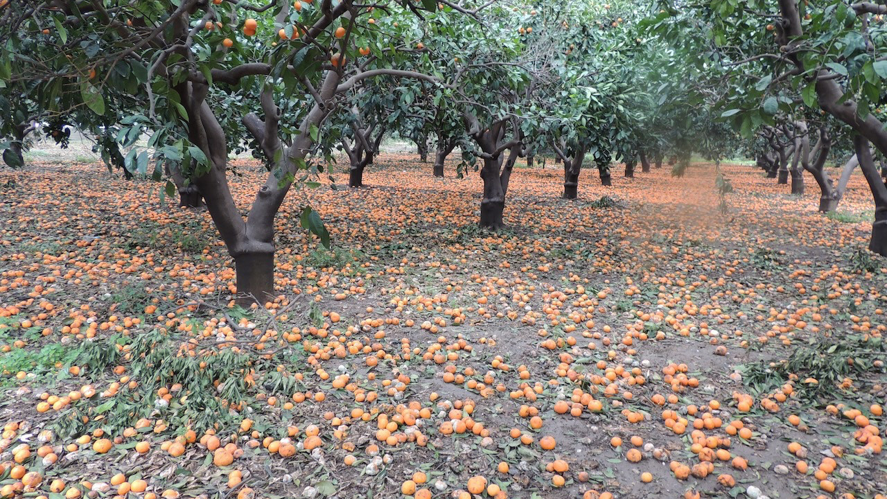 Yanlış politikaların faturası ağır oldu: 200 bin ton mandalina tarlada kaldı