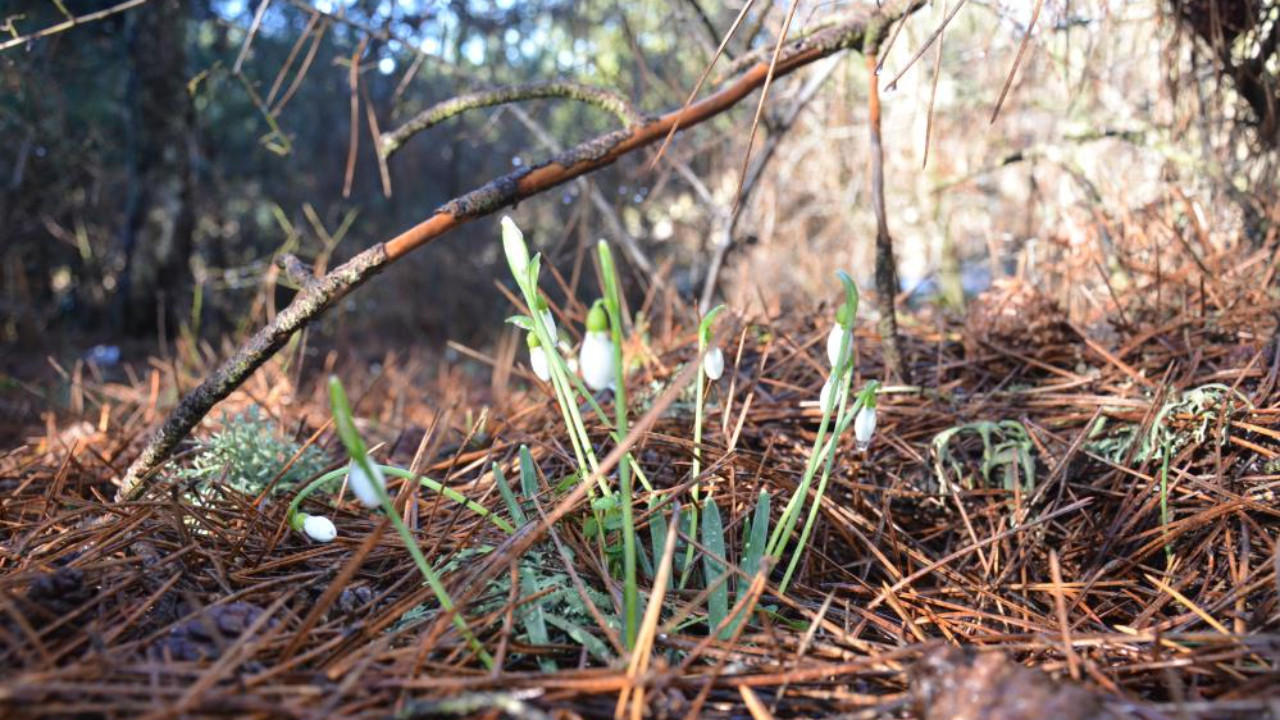 O çiçeği koparan yandı! Cezası dudak uçuklatıyor