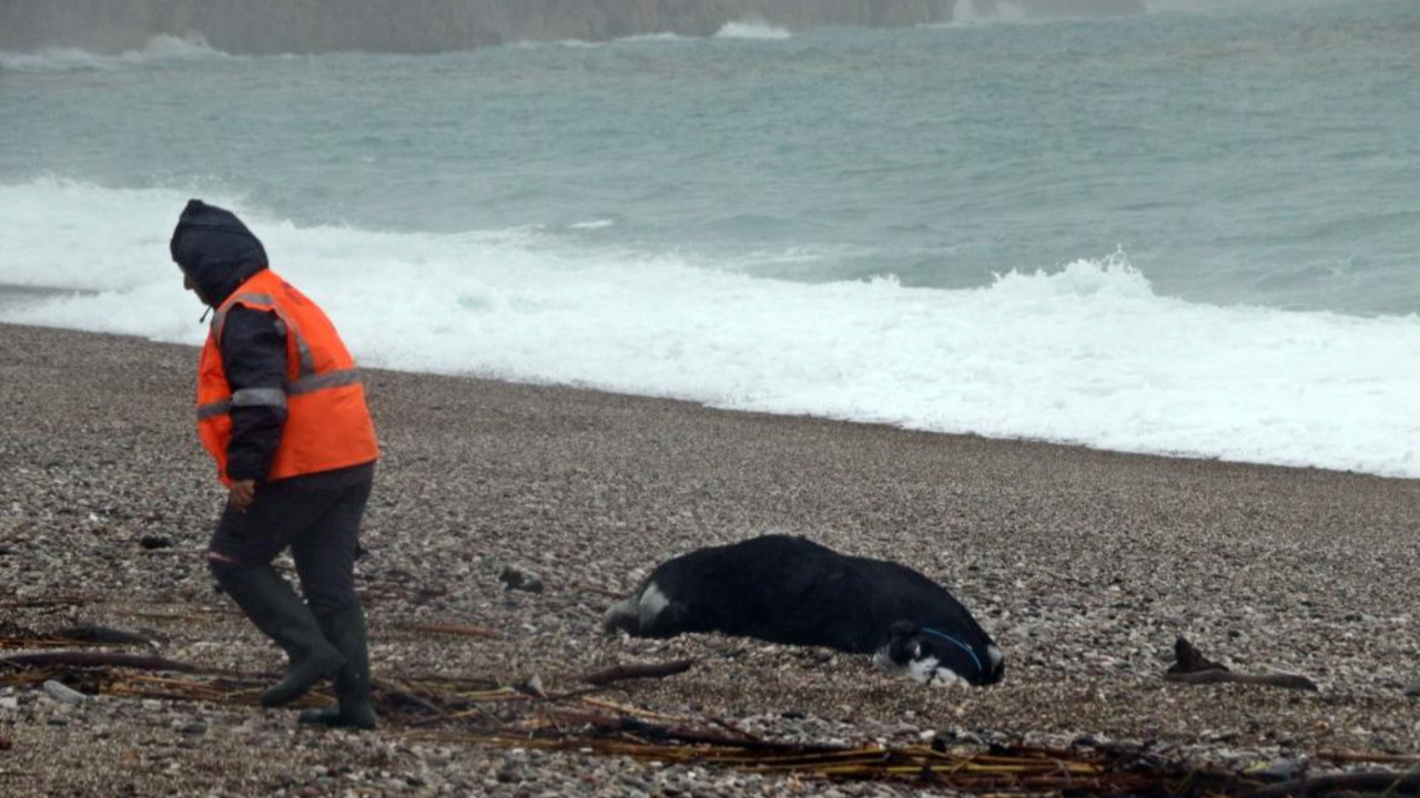 Antalya'da sağanak kabusu! Yollar göle döndü, telef olmuş dana sahile vurdu