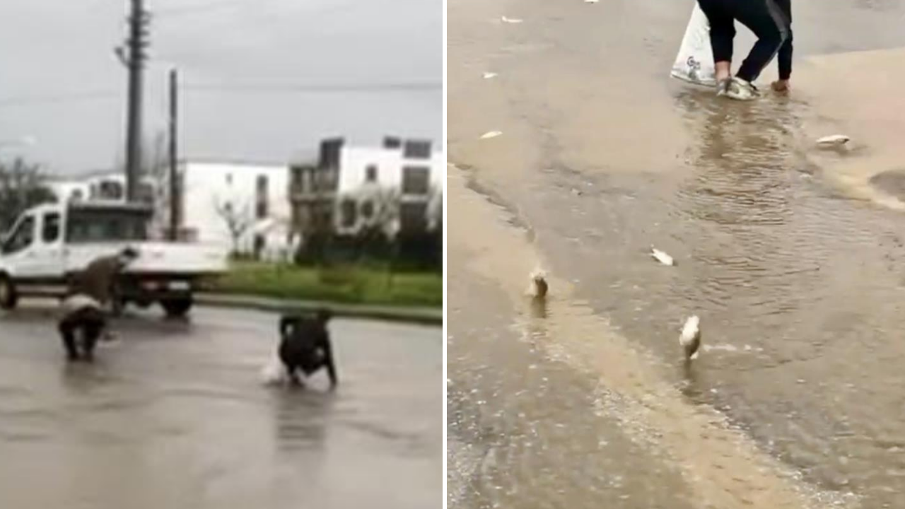 Gören kovaya sarıldı: Bodrum'da asfalttan balık topladılar