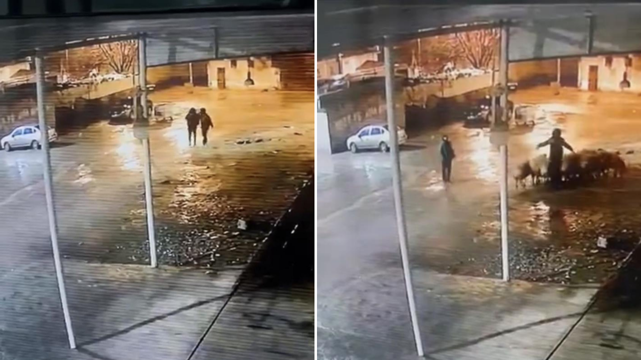 Siverek'te ahıra giren hırsızlar 19 koyunu çalarak kayıplara karıştı