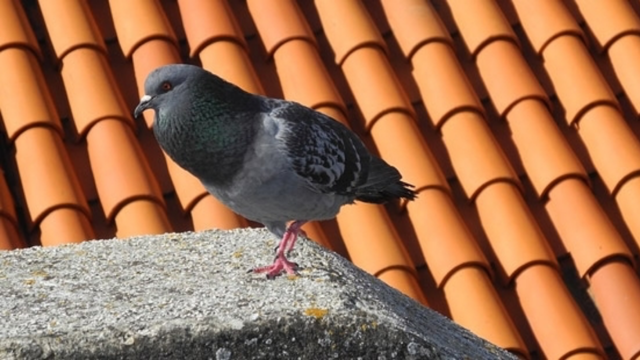 Dikkat çeken uygulama! Güvercinlere doğum kontrolü başlıyor
