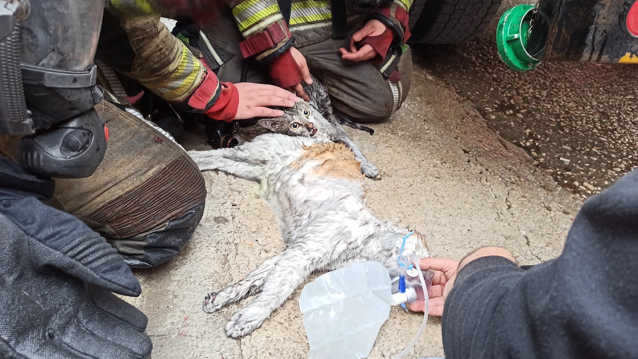 Yangında dumandan etkilenen kediler kalp masajıyla hayata döndürüldü