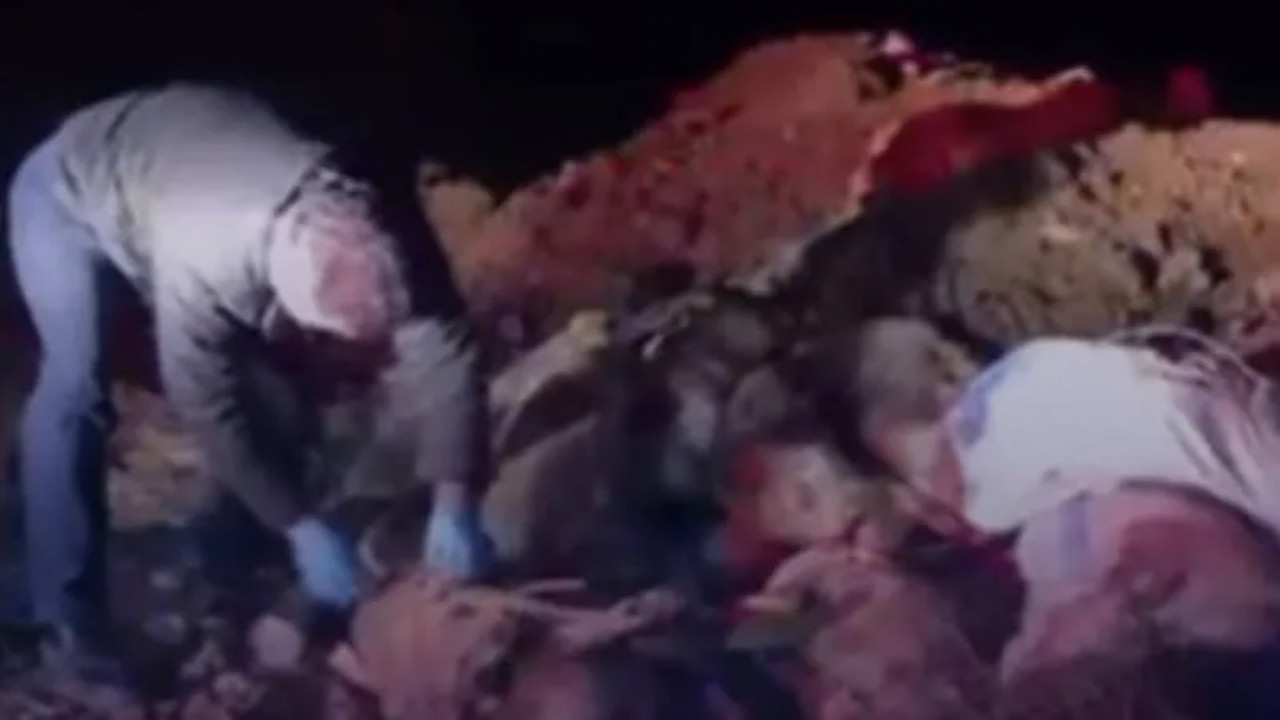 Balıkesir'deki toplu köpek ölümlerine TVHB'den tepki: ''En ağır yaptırımlar uygulanmalı''